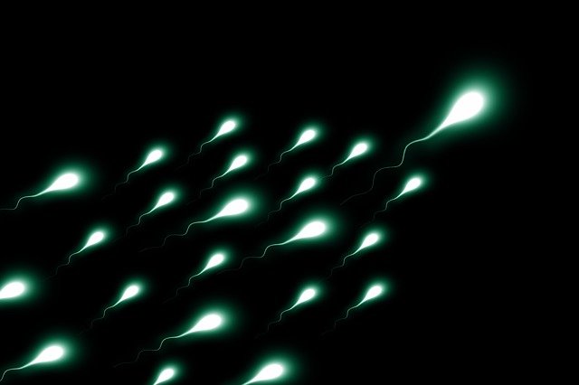 svítivé spermie